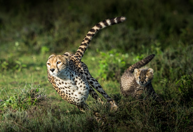 Web Hosting: Unleash the Cheetah's Speed for Business Success